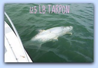 125 lb Tarpon on St.Petersburg fishing charters.