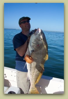CATCHING BLACK DRUM ON FAT CAT FISHING CHARTERS IN ST PETE FL.