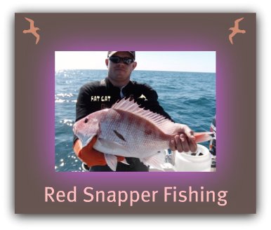  St.Petersburg Beach Fishing Charters | Fishing Charters St.Petersburg Fl | Fat Cat Pictures
