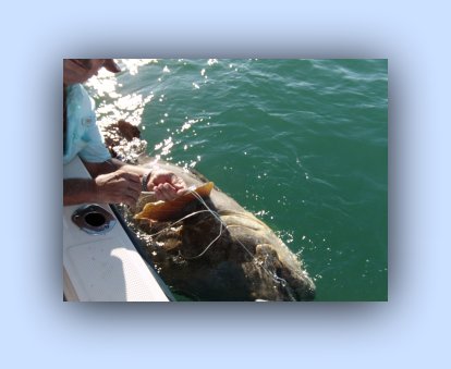 450 poung Goliath Grouper being released alive by Cap.t Jay Masters 