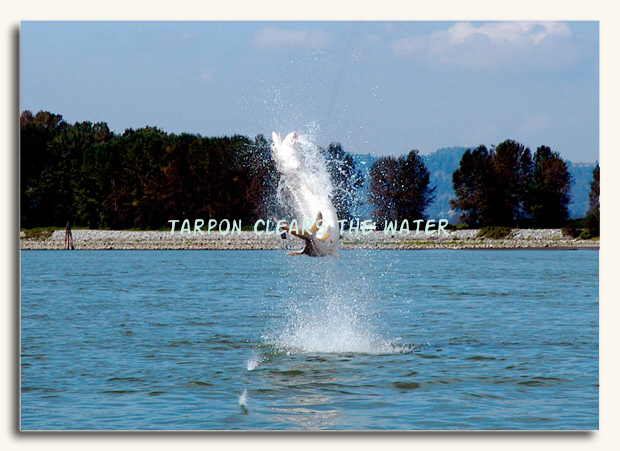 Jumping TARPON clears the water.
