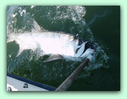 125 lb Tarppon being released on fat cat fishing charters.