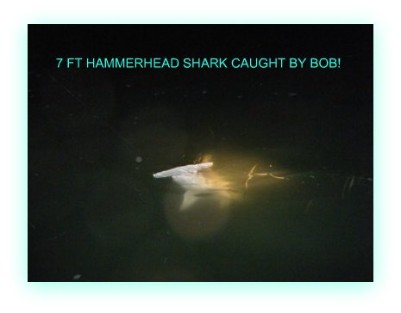 Tampa Hammerhead Shark fishing charters 