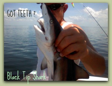 FLORIDA SHARK FISHING WITH FAT CAT FISHING CHARTERS.