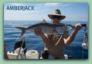 Amberjack caught while fishing with Capt.Jay Masters on the Fat Cat out of St.Petersburg Fl.