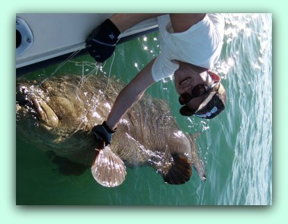 Goliath Grouper fishing in St.Petersburg Fl.