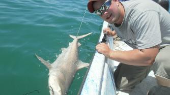 St Pete Tarpon Fishing for sharks