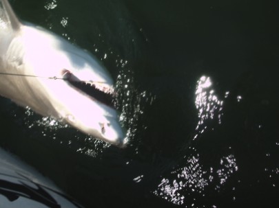 KIDS CATCH BULL SHARKS ON FAT CAT CHARTERS