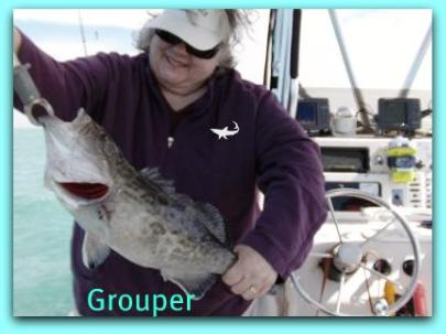 Grouper fishing in st pete fl.
