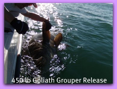 AKA Jew Fish Goliath Grouper fishing charters,11/2009. 