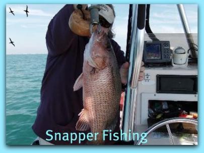 Snapper fishing in st petersburg Fl on fat cat fishing charters.