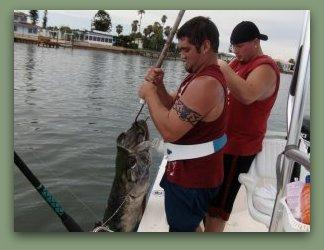  140 pound Tarpon being released alive on Fat Cat Fishing charters in St.Pete Fl. 