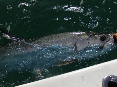 TARPON on fat cat fishing charters.
