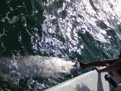 Tarpon Time.