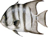 SPADEFISH