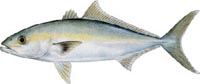 BANDED RUDDERFISH