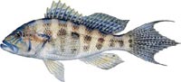 Sea Bass