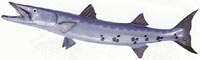 BARRACUDA