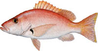 BLACKFIN SNAPPER
