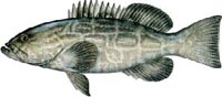 Black Grouper