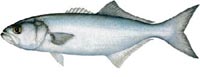BLUEFISH