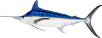 BLUE MARLIN