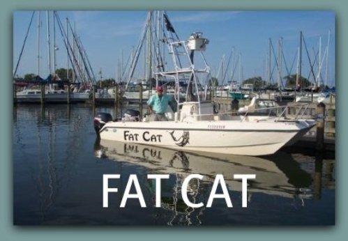 fatcatfishingcharters.net