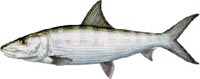 Bonefish Description | RM. Bonefish Description | RM.