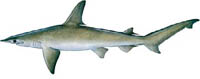 BONNETHEAD SHARK