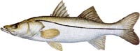 Florida Tarpon Fishing Charters | Tarpon Fishing Charters Florida