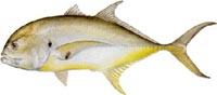 Florida Tarpon Fishing Charters | Tarpon Fishing Charters Florida