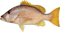 DOG SNAPPER