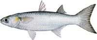 Mullet
