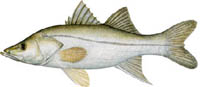 FAT SNOOK