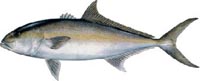 GREATER AMBERJACK