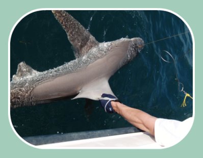 st pete shark fishing charters