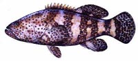 Jewfish