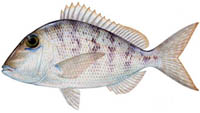 Jolt head porgy