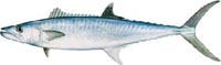 Florida Tarpon Fishing Charters | Tarpon Fishing Charters Florida