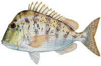 KNOBBED PORGY