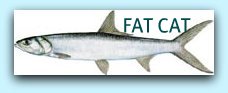 Florida Tarpon Fishing Charters | Tarpon Fishing Charters Florida