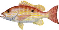 LANE SNAPPER 