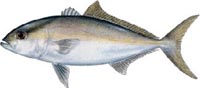 LESSER AMBERJACK