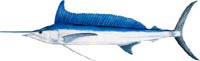 LONGBILL SPEARFISH
