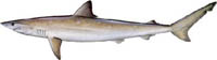 ATLANTIC SHARPNOSE SHARK