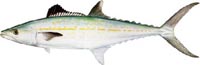 Florida Tarpon Fishing Charters | Tarpon Fishing Charters Florida