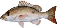 MAHOGANY SNAPPER