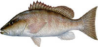 GRAY SNAPPER (mangrove snapper) Description: Color dark brown or gray with reddish or orange spots in rows along the sides; dark horizontal band from snout through eye (young only); two conspicuous canine teeth at front of upper jaw; dorsal fins have dark or reddish borders; no dark spot on side underneath dorsal fin.  Similar Fish: Cubera snapper, L. cyanopterus.  Where found: Juveniles INSHORE in tidal creeks, mangroves, and grass beds; adults generally NEARSHORE or OFFSHORE on coral or rocky reefs.  Size: Offshore catches common 8 to 10 pounds.  Remarks: Spawns June through August; feeds on crustaceans and small fish. 