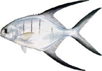 PALOMETA