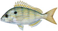 PINFISH